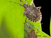 How To Get Rid Of Stinkbugs
