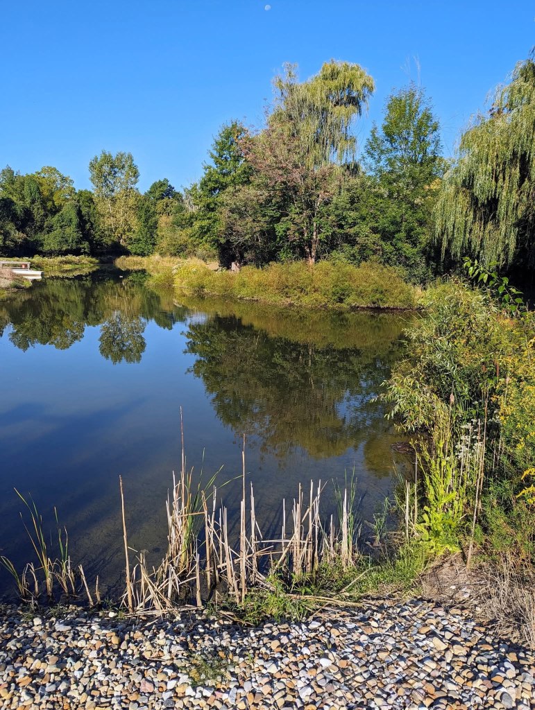 Before Brush Clearing Medina Ohio