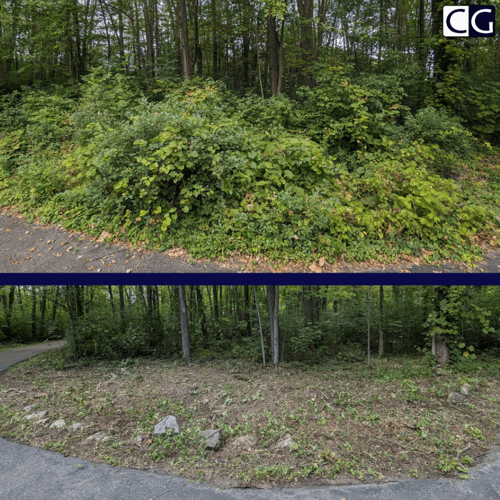 Brush Cleared In Medina