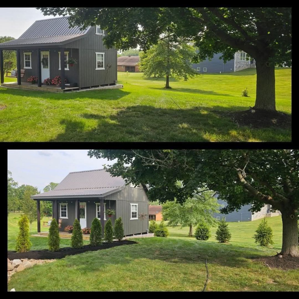 new planting arborvitaes in sharon center