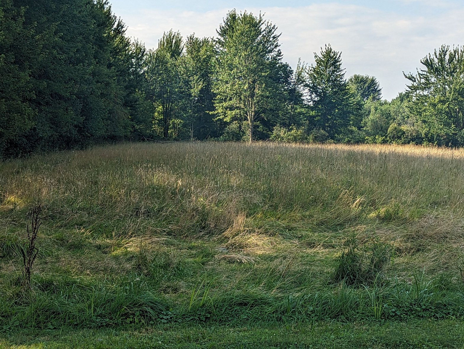 tick habitat overgrown field