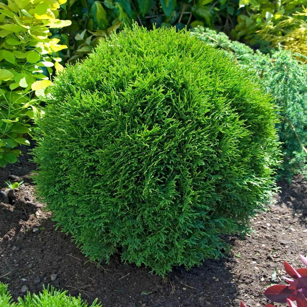 little giant arborvitae in Medina Ohio