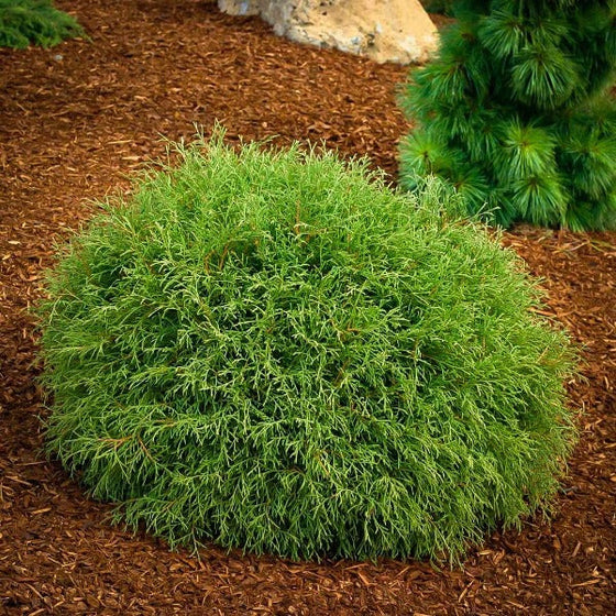 bowling ball arborvitae Medina Ohio