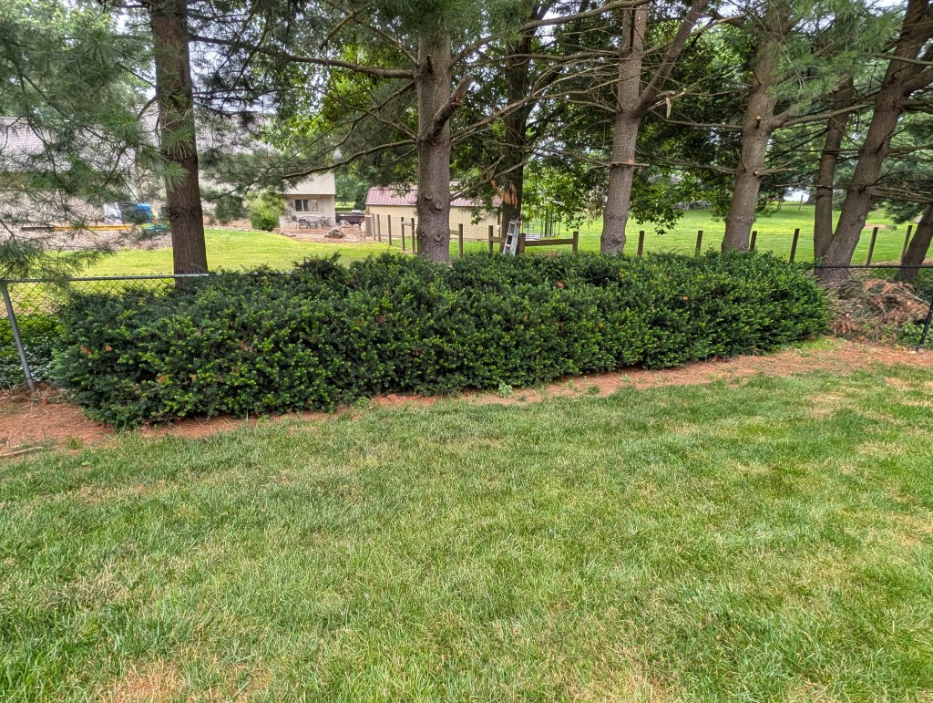 Large bushes removed in Copley Ohio