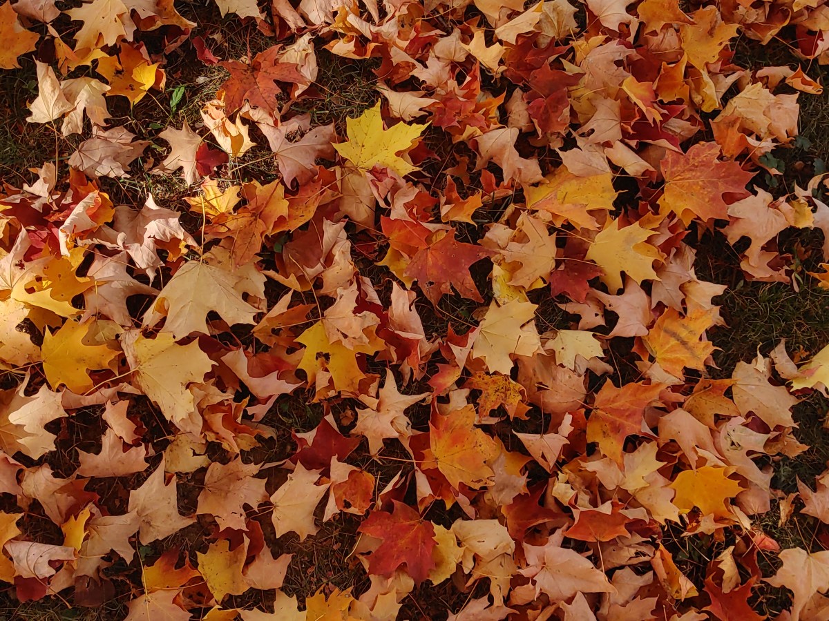 Fall Cleanup & Leaf Removal in Medina and Surrounding Areas